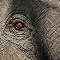 elephant_eye