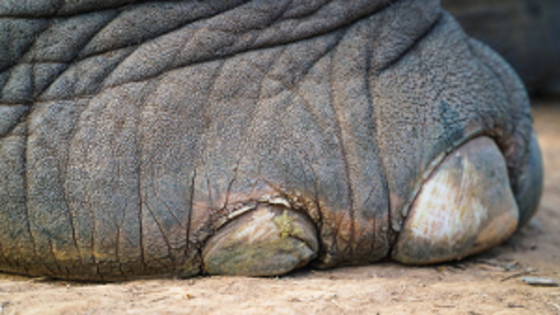 elephant-feet