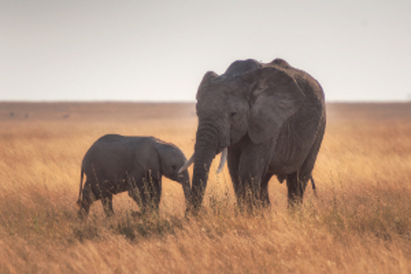 mum_and_cub